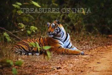 Treasures of India