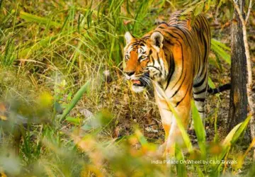 Bandipur Wildlife