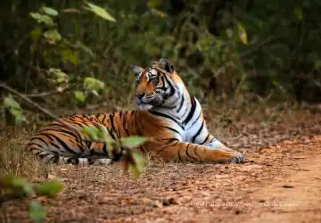 Ranthambore National Park