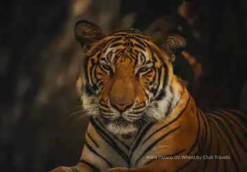Tadoba Tiger Reserve